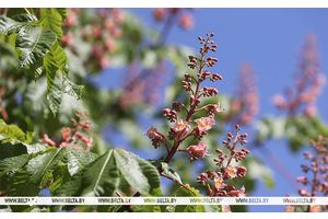 Теплая и без осадков погода будет в Беларуси
