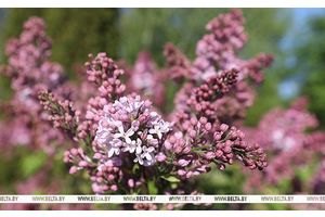 До +26°С, дожди и грозы прогнозируют сегодня в Беларуси