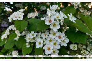 Грозы и сильный ветер ожидаются сегодня в Беларуси