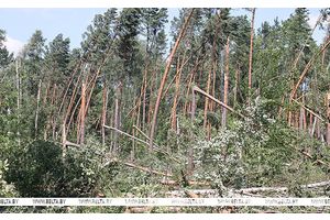 Заваленные дороги, обесточенные фермы, поврежденные леса. В Беларуси устраняют последствия непогоды