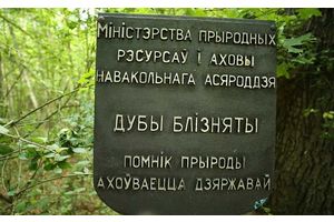 Уникальные деревья Молодечненского района