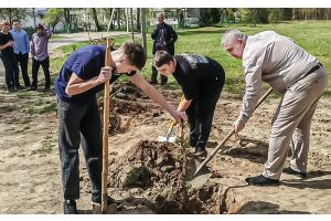 Каштановая аллея под мирным небом