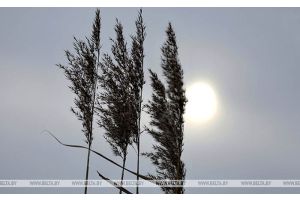 Порывистый ветер и до +17°С. Какой будет погода сегодня