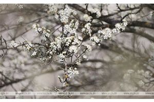 До +26°С и преимущественно без осадков будет сегодня в Беларуси