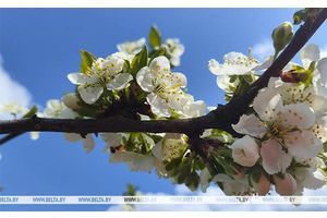 Без осадков и до +25°С будет сегодня в Беларуси