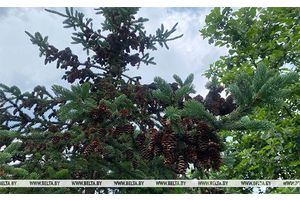 Грозы и дожди обещают сегодня синоптики в Беларуси