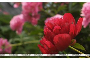 До +26°С по юго-востоку, местами дожди прогнозируют сегодня в Беларуси