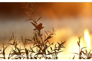 До +29°С будет сегодня в Беларуси