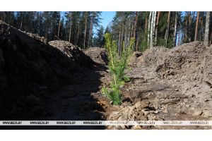 Единый день озеленения пройдет в Беларуси 11 октября