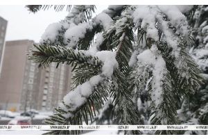 Мороз и местами слабый туман прогнозируются в Беларуси