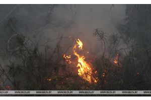 В Беларуси в этом году произошло более 600 лесных пожаров