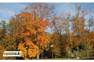 Облачно и преимущественно без осадков будет в Беларуси 5 ноября