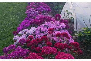 Настоящий оазис красоты