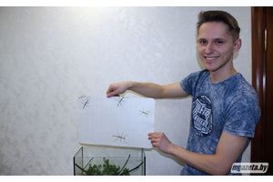 Будущий биолог из Молодечно держит дома экзотических насекомых -- муравьев и палочников