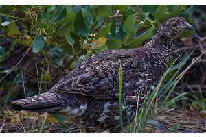 Сезон охоты на глухаря и тетерева открыт в Беларуси