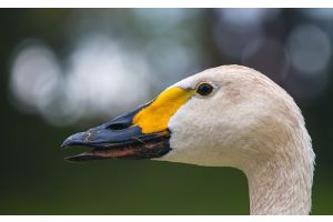 Осторожно: грипп птиц!