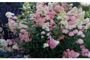 Неугасающая страсть к прекрасному