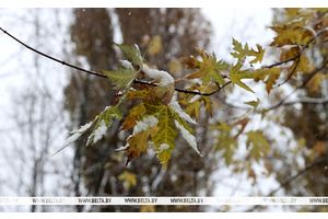 Сильный снегопад прогнозируется местами по юго-востоку Беларуси