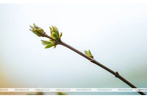 Кратковременные дожди, туман и до +13°C прогнозируется сегодня в Беларуси