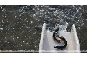 Более 1 млн щук выпустили в водоемы Беларуси