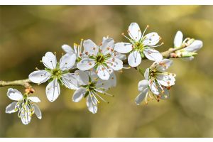 Создаем плодовый сад весной