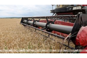 В Минской области намолочено 2,5 млн тонн зерна вместе с рапсом и кукурузой