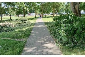 Опасность устранена - дерево убрано с дорожки