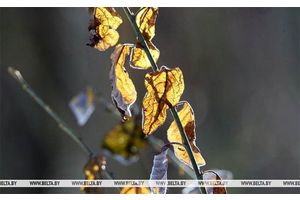 Мокрый снег с дождем и до +5°C тепла прогнозируется в Беларуси сегодня