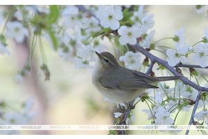 До +25°С будет сегодня в Беларуси