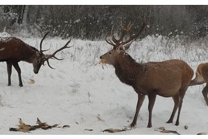 Сытный обед для зайцев и косуль