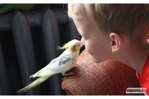 Попугай - идеальный питомец