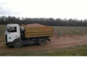 В Молодечнено будут судить водителя, сбившего школьницу на поле