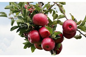 Почем нынче наливное? Есть ли в Минской области спрос на дары садов