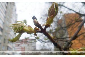 Дожди и до +19°С ожидается сегодня в Беларуси