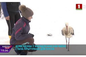 Агроусадьба в Молодечненском районе стала приютом для аиста