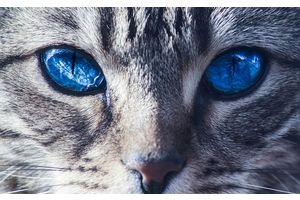Иммунизация диких животных