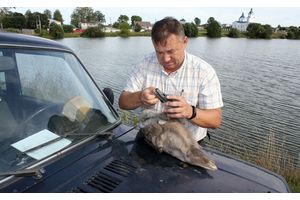 У возеры ля Насілава выратавалі маленькага лебедзя