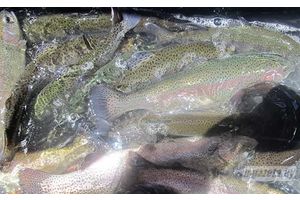Радужная форель подрастает в водоеме Молодечненского района