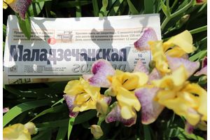 Где продается «Маладзечанская газета»