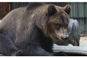Сколько в Беларуси медведей и почему участились встречи людей с ними, рассказали в Минприроды