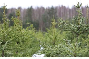 Оранжевый уровень опасности из-за сильного ветра продлен в Беларуси на 4 февраля