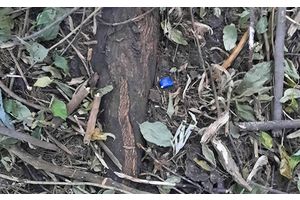 В Молодечно взяли с поличным очередного приезжего потребителя мефедрона