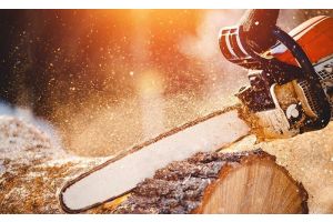 По поводу деревьев возле ТЦ «Модуль»