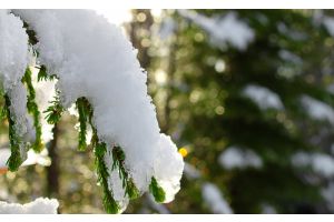 Придут ли в Беларусь на смену морозной погоде весенние оттепели, рассказали синоптики
