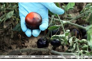 Новинки от минских теплиц: шоколадные и черные томаты готовят к сезону