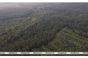 Более 70% лесных пожаров в 2025 году были обнаружены благодаря камерам видеонаблюдения