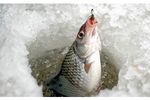 На водоеме измеряем улов и считаем крючки