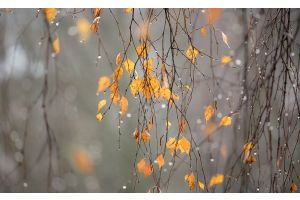 Облачно, по западу до +10 °С будет сегодня в Беларуси