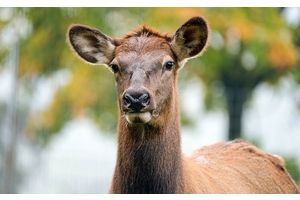 Почему нельзя подбирать сбитых на дороге животных?