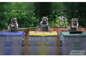 Наша забота, а не енота!